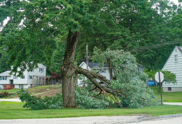 Best Residential Tree Removal  in USA